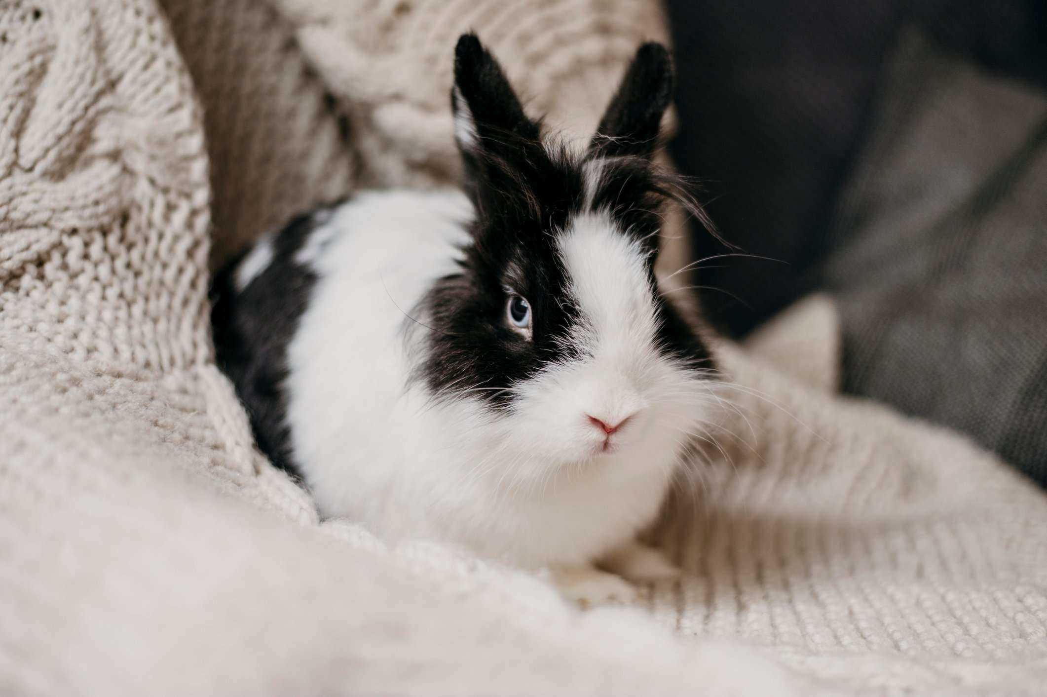 Rabbits For Sale In India