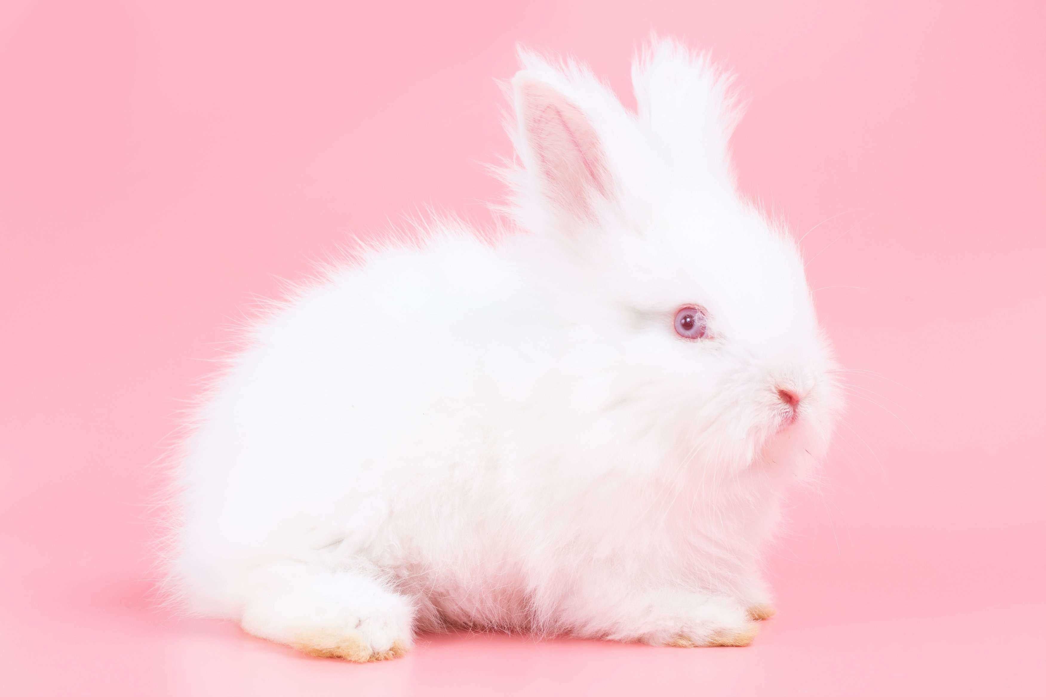Rabbits For Sale In India