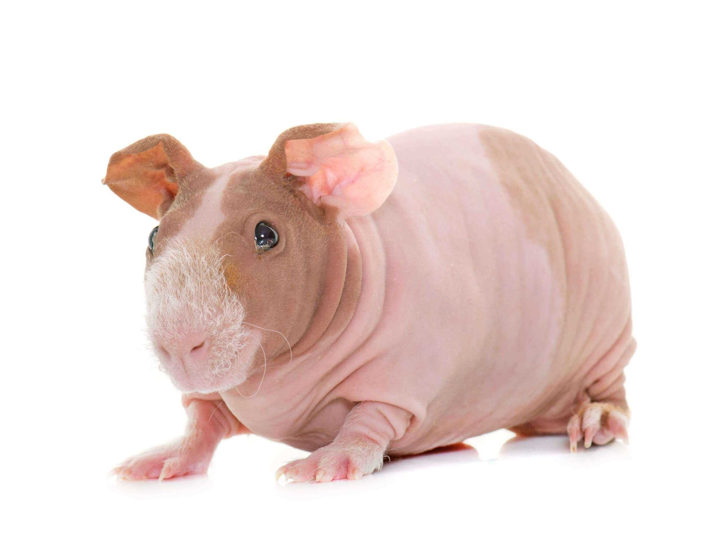 Guinea Pigs For Sale In India