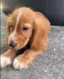 American Cocker Spaniel For Sale In Belgaum