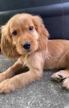 American Cocker Spaniel For Sale In Belgaum