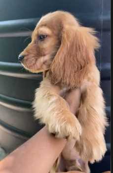 American Cocker Spaniel For Sale In Belgaum