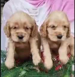 American Cocker Spaniel For Sale In Belgaum