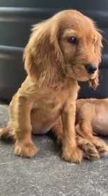 American Cocker Spaniel For Sale In Chandigarh