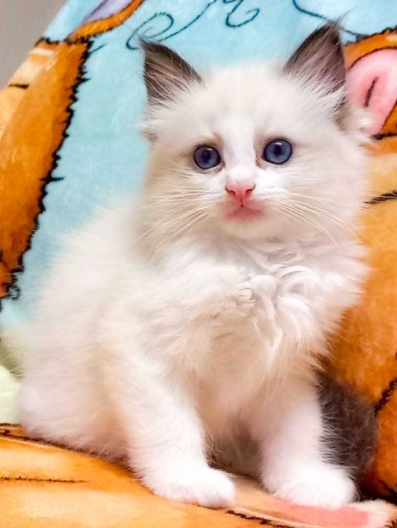 Ragdoll For Sale In Amravati
