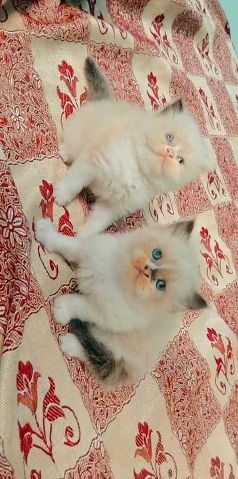 Ragdoll For Sale In Amritsar