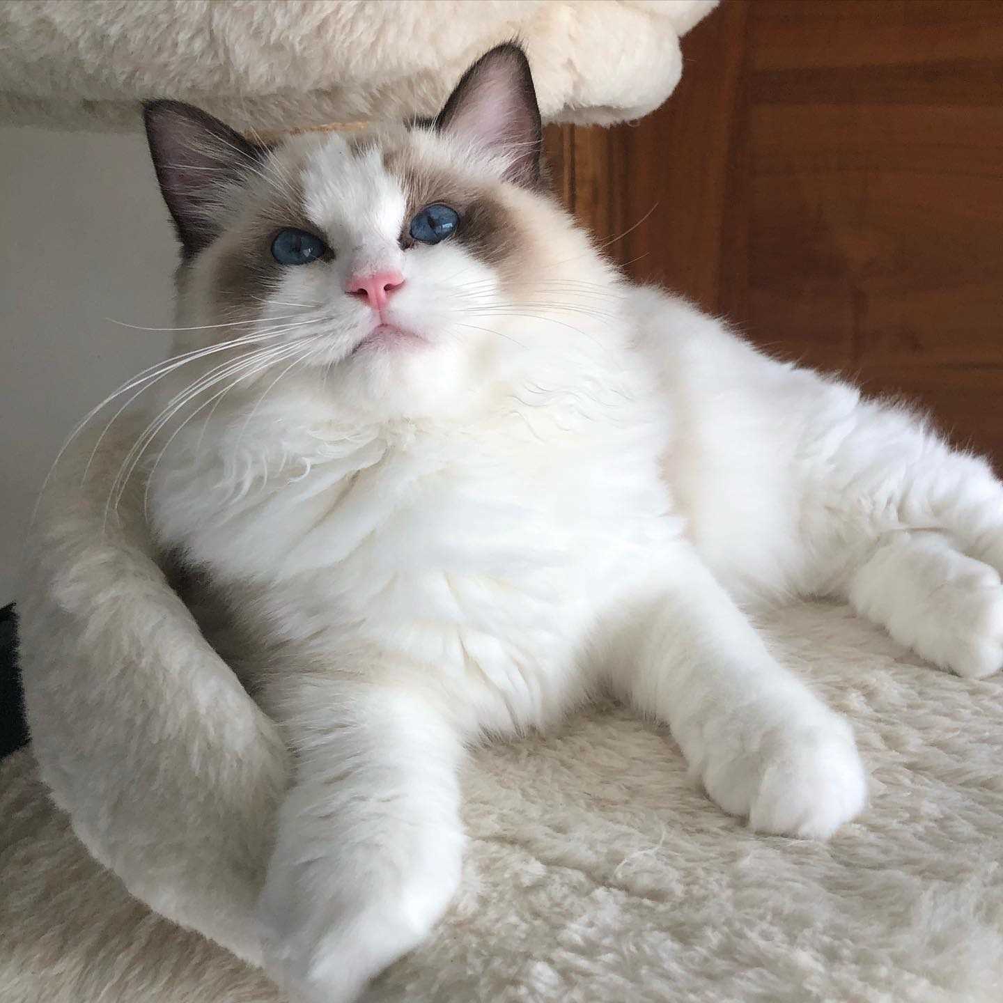 Ragdoll For Sale In Bareilly