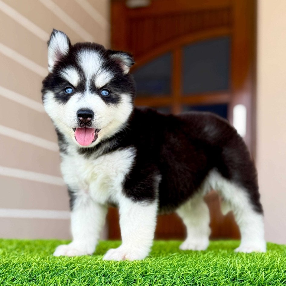 Siberian Husky For Sale In Gangtok