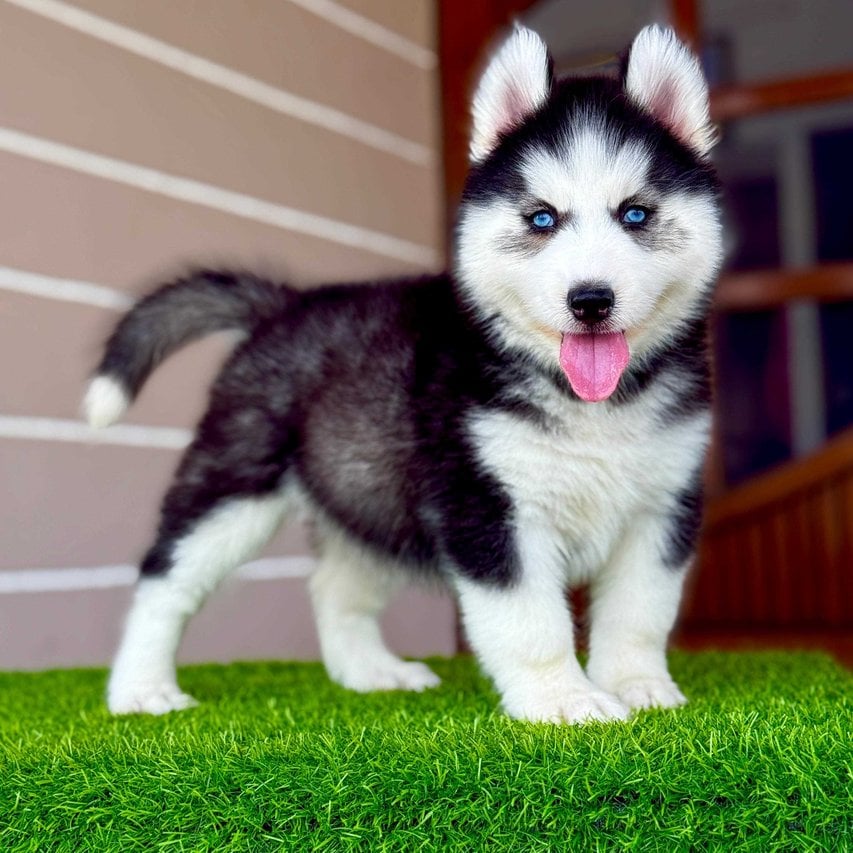 Siberian Husky For Sale In Gangtok