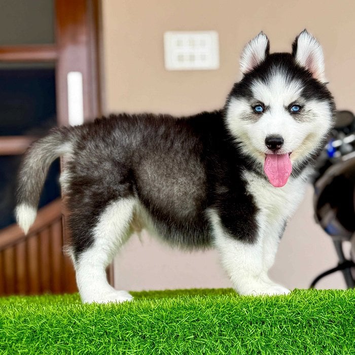 Siberian Husky For Sale In Gangtok