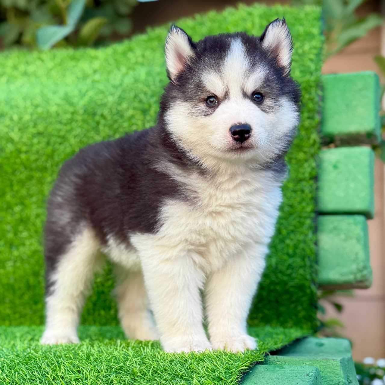 Siberian Husky For Sale In Gangtok