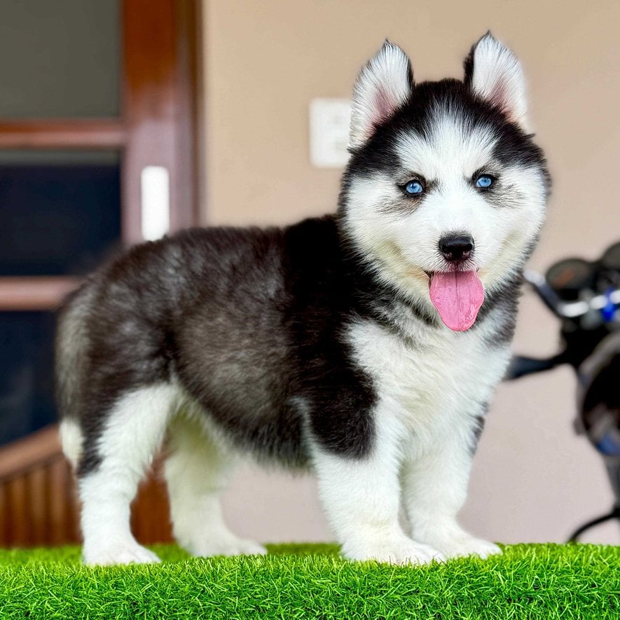 Siberian Husky For Sale In Gangtok