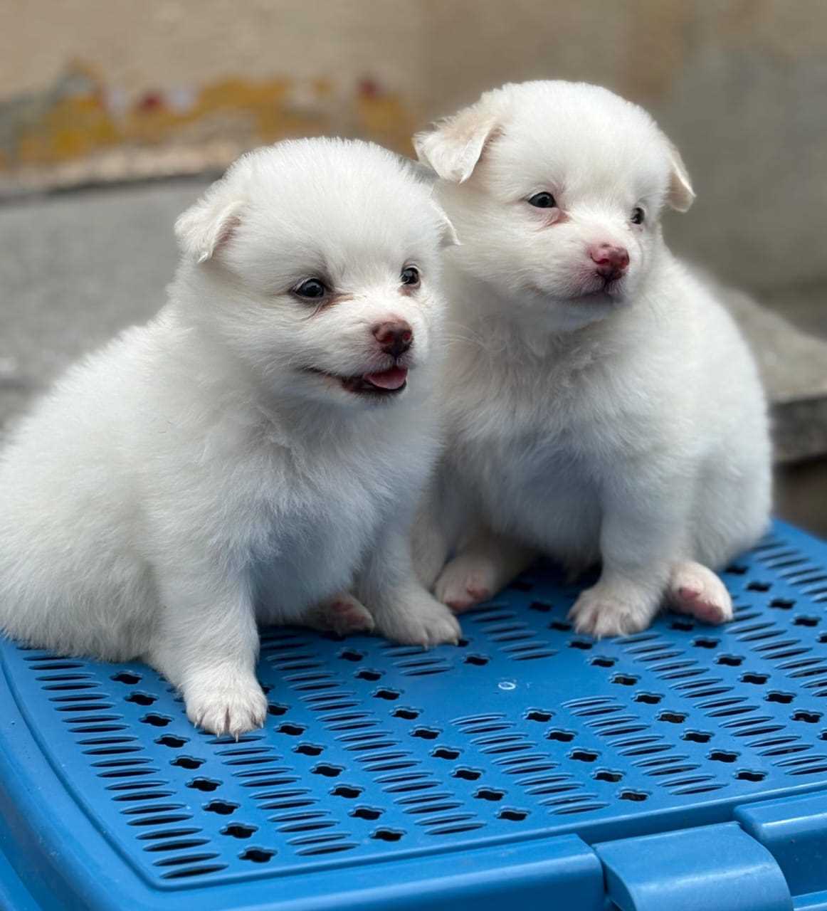Pomeranian For Sale In Chennai
