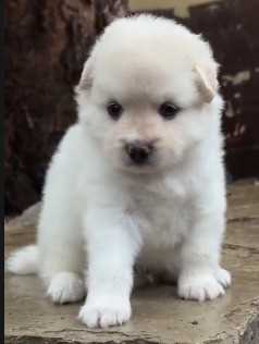 Pomeranian For Sale In Chennai