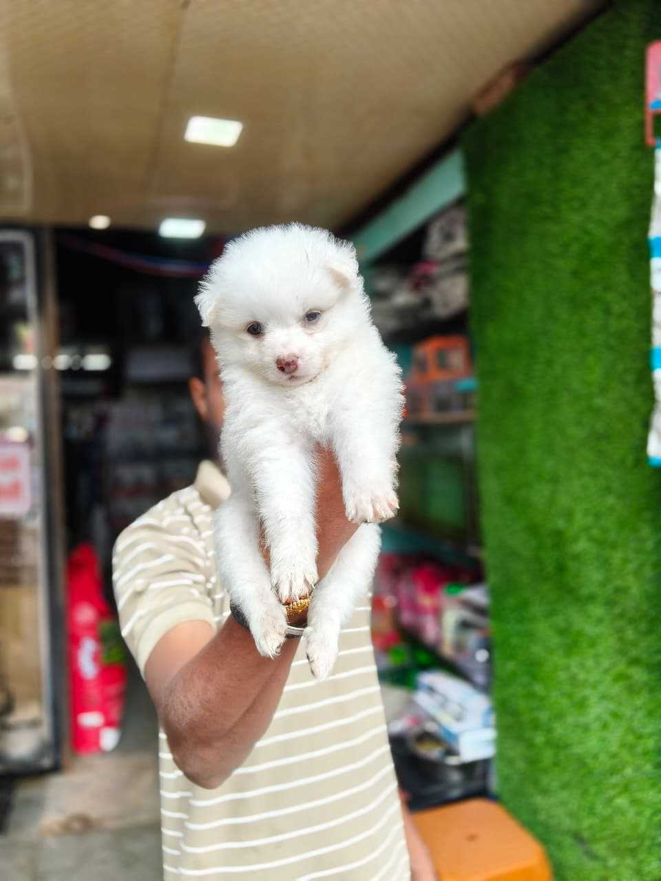 Pomeranian For Sale In Chennai