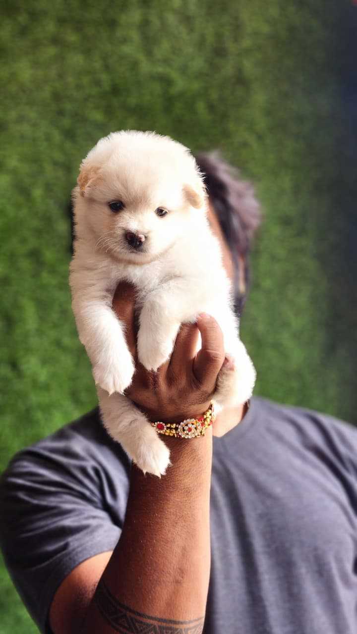 Pomeranian For Sale In Chennai