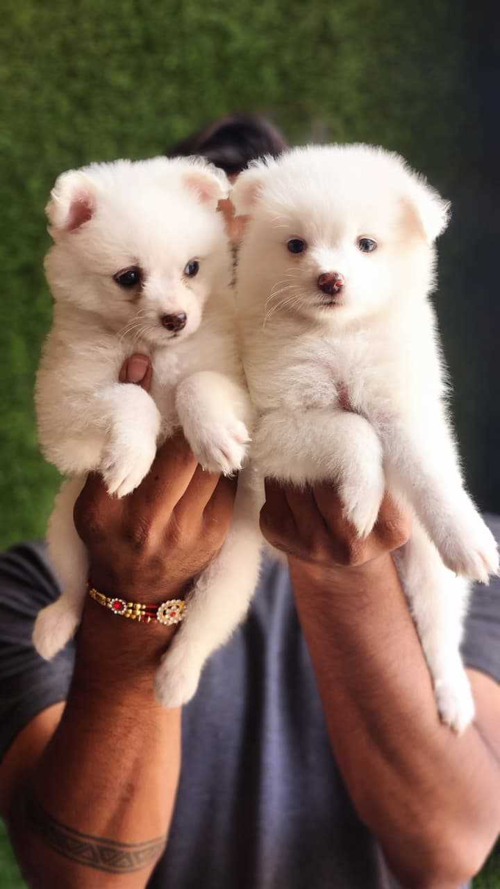 Pomeranian For Sale In Chennai