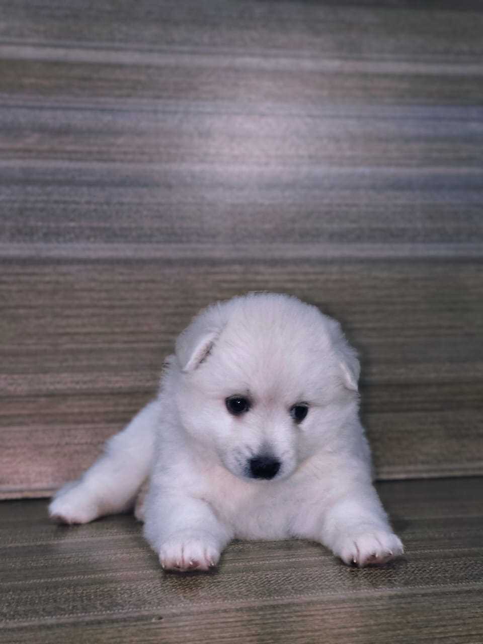 Pomeranian For Sale In Jaipur