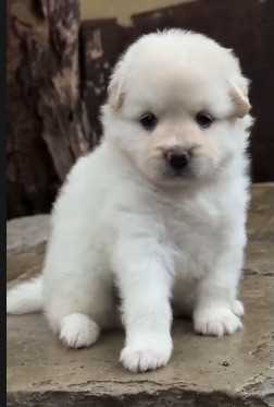 Pomeranian For Sale In Jaipur