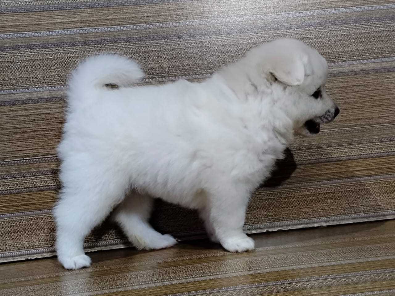 Pomeranian For Sale In Jaipur