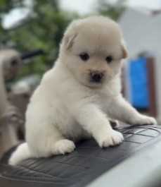 Pomeranian For Sale In Jaipur