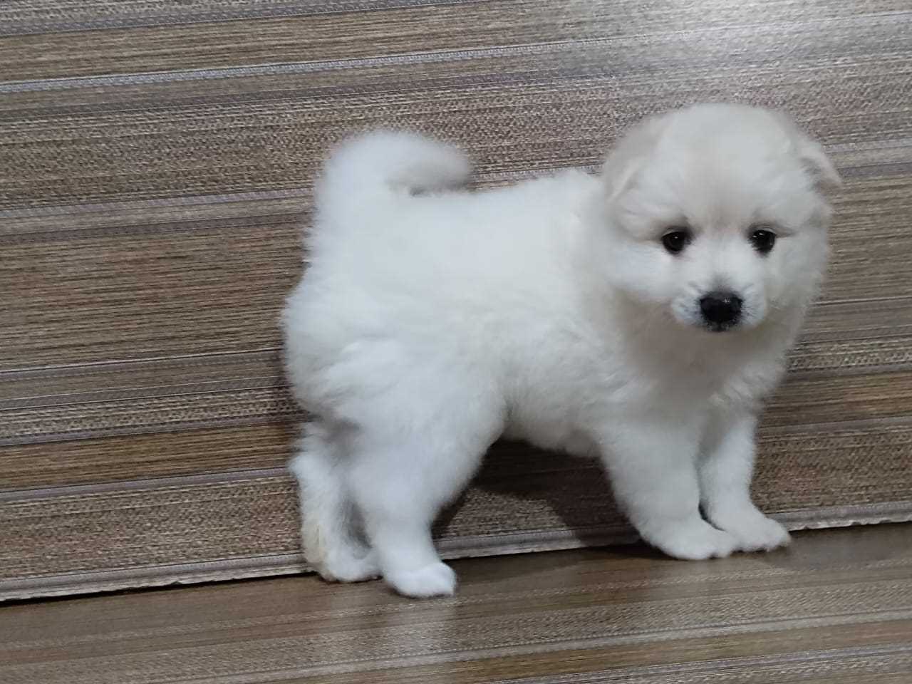 Pomeranian For Sale In Jaipur