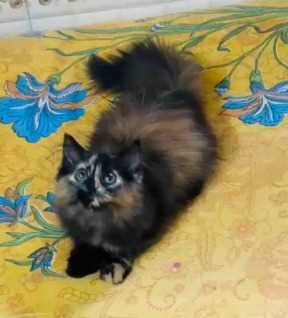 Persian For Sale In Kurnool