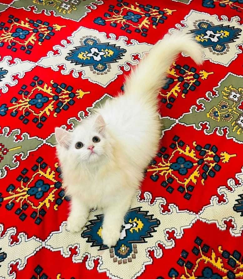 Persian For Sale In Kurnool