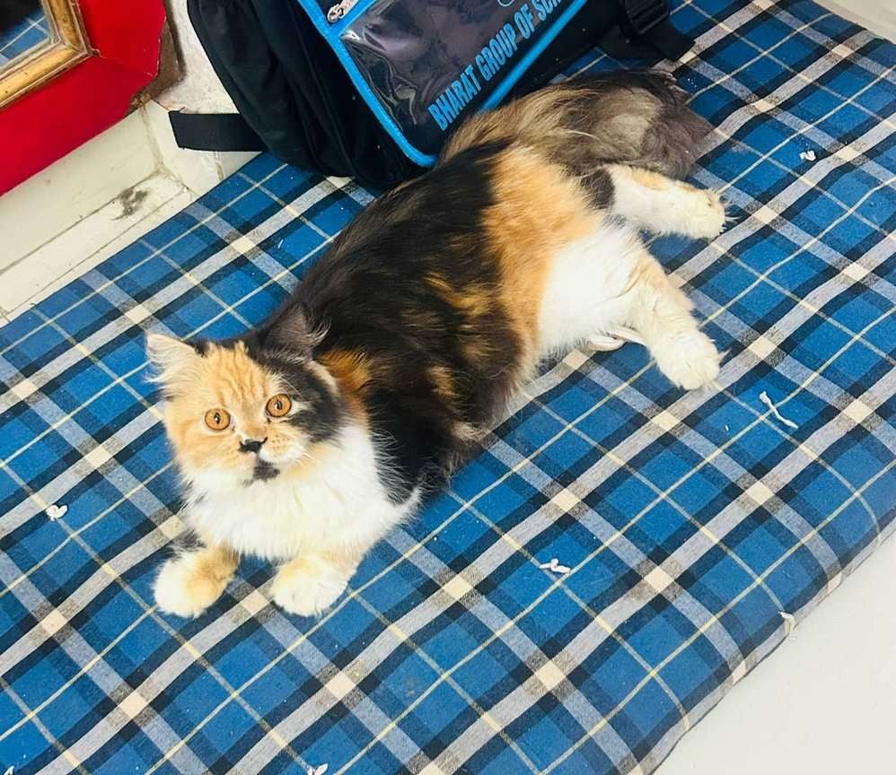 Persian For Sale In Kurnool