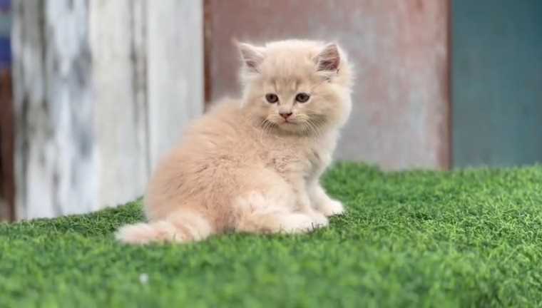 Persian For Sale In Shillong