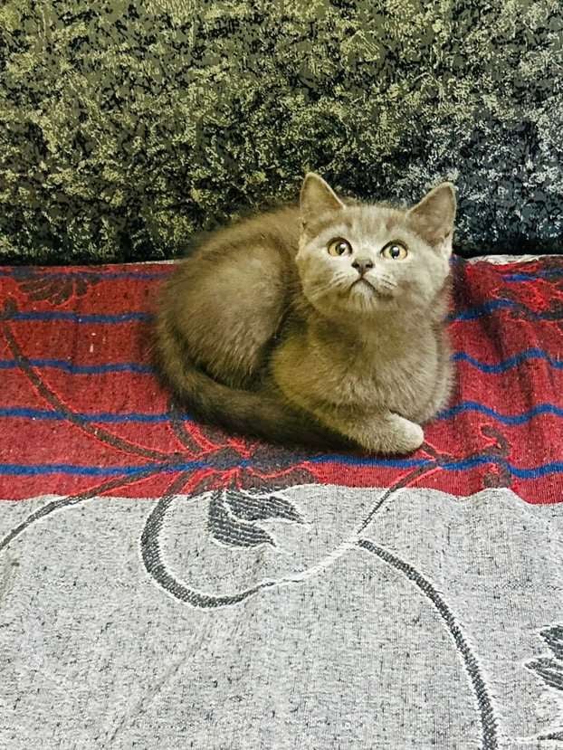 Persian For Sale In Shillong
