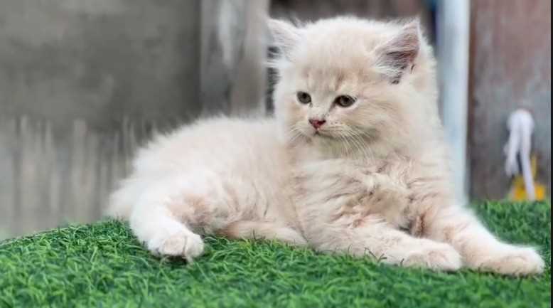 Persian For Sale In Shillong