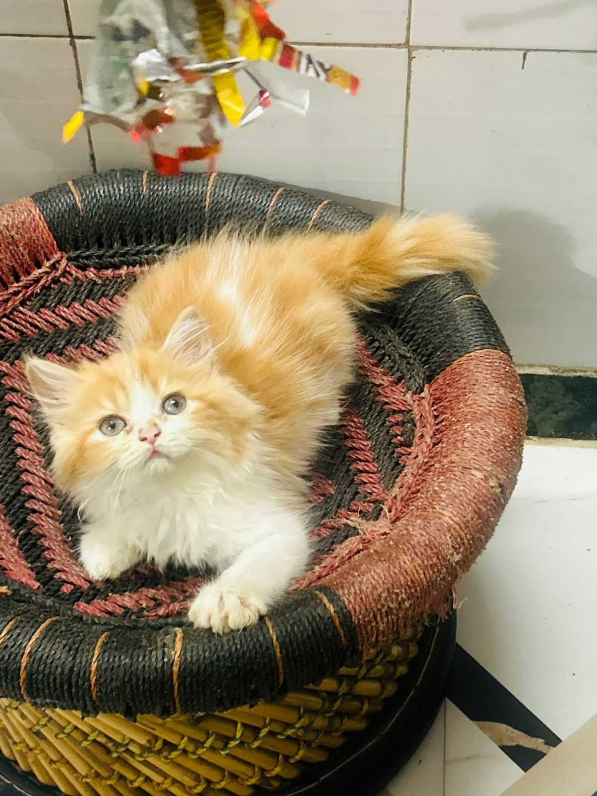 Persian For Sale In Shillong