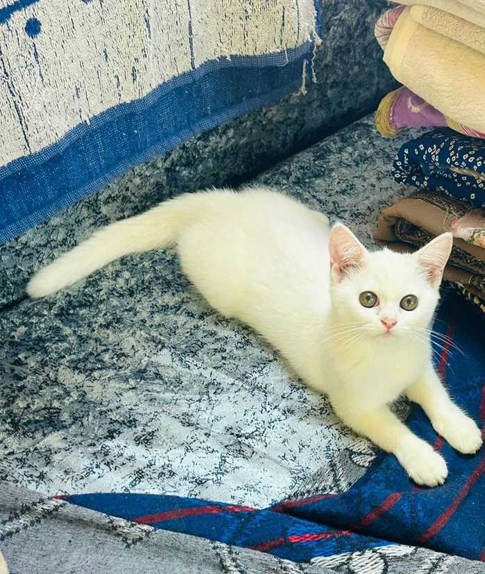 Persian For Sale In Shillong