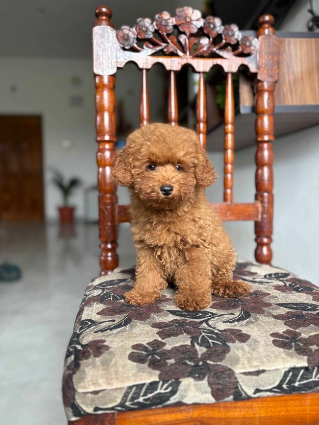 Poodle For Sale In Ranchi