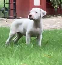 Dogo Argentino For Sale In Bangalore