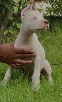 Dogo Argentino For Sale In Bangalore