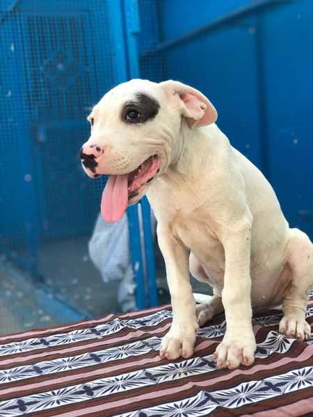 Dogo Argentino For Sale In Bangalore
