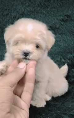 Maltipoo For Sale In Chandigarh
