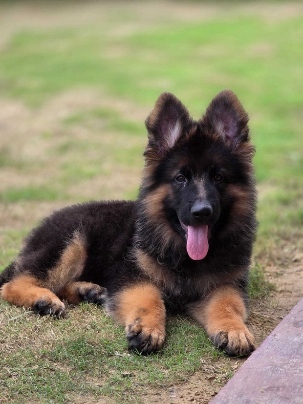 German Shepherd For Sale In Chandigarh