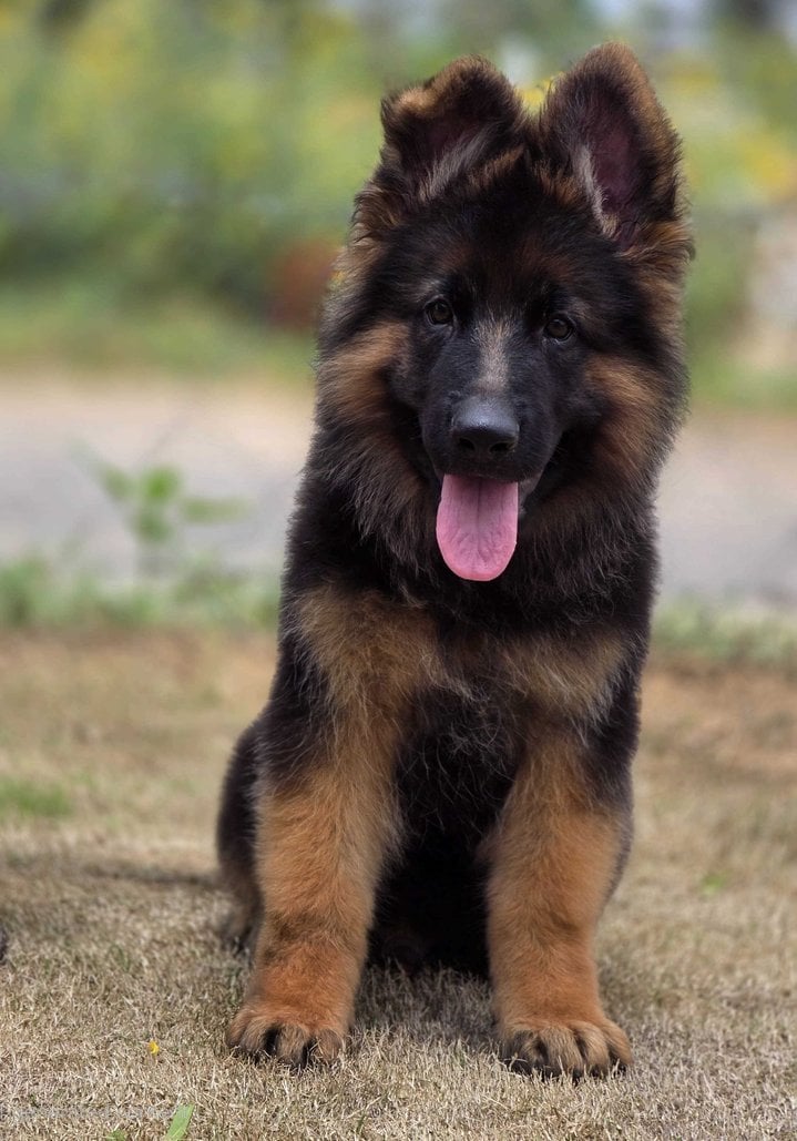 German Shepherd For Sale In Chandigarh