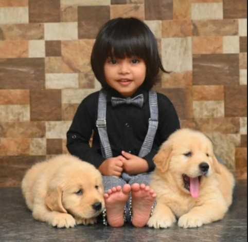Golden Retriever For Sale In Kanpur