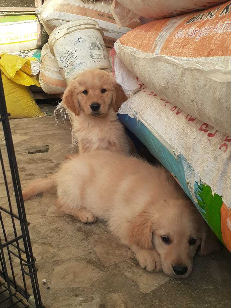 Golden Shepherd For Sale In Kanpur