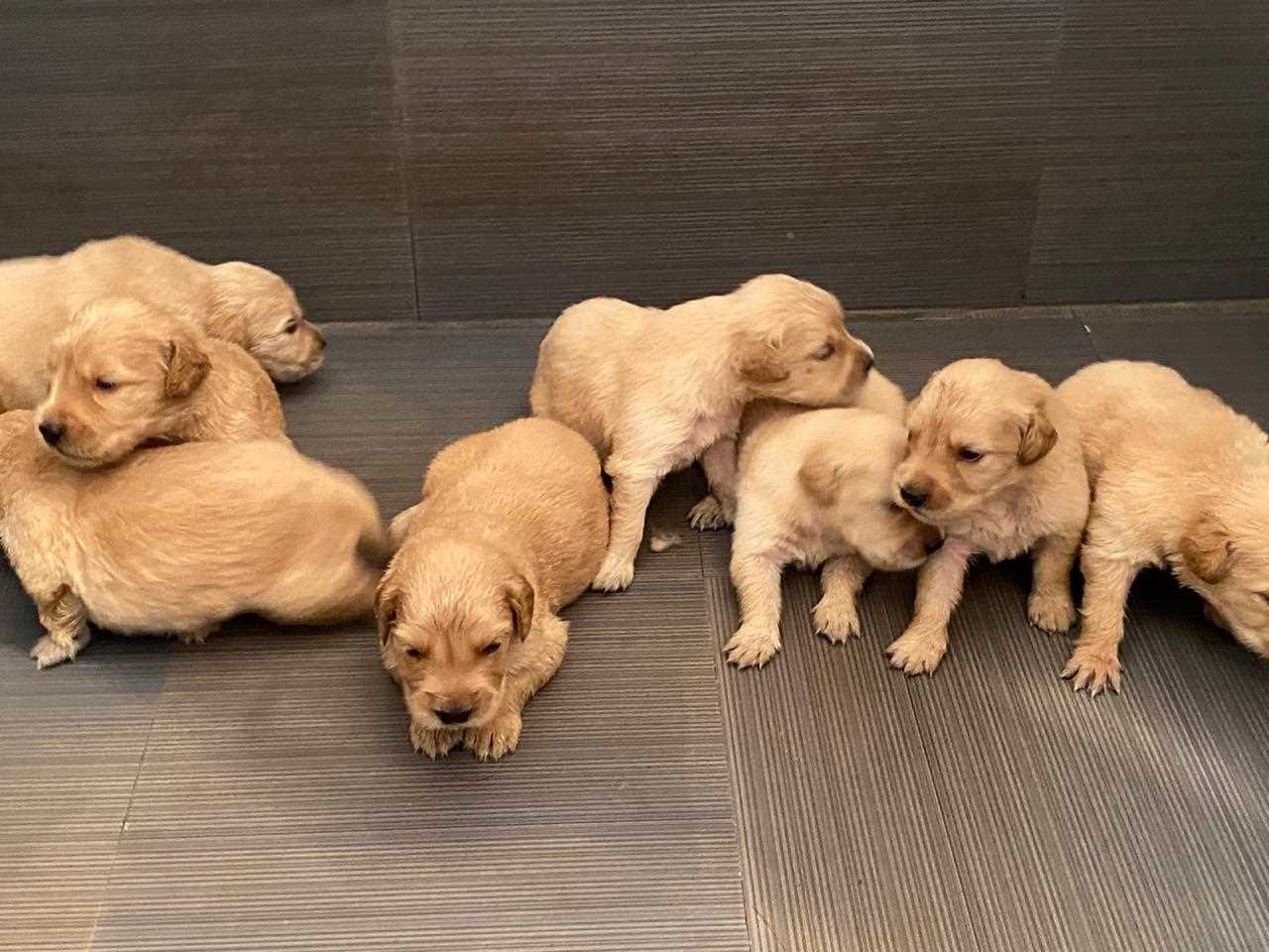 Golden Retriever For Sale In Kanpur