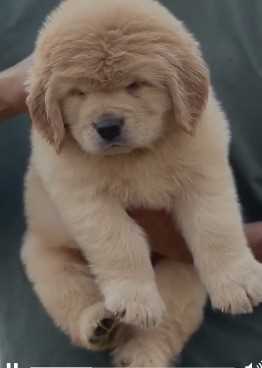 Golden Retriever For Sale In Kanpur
