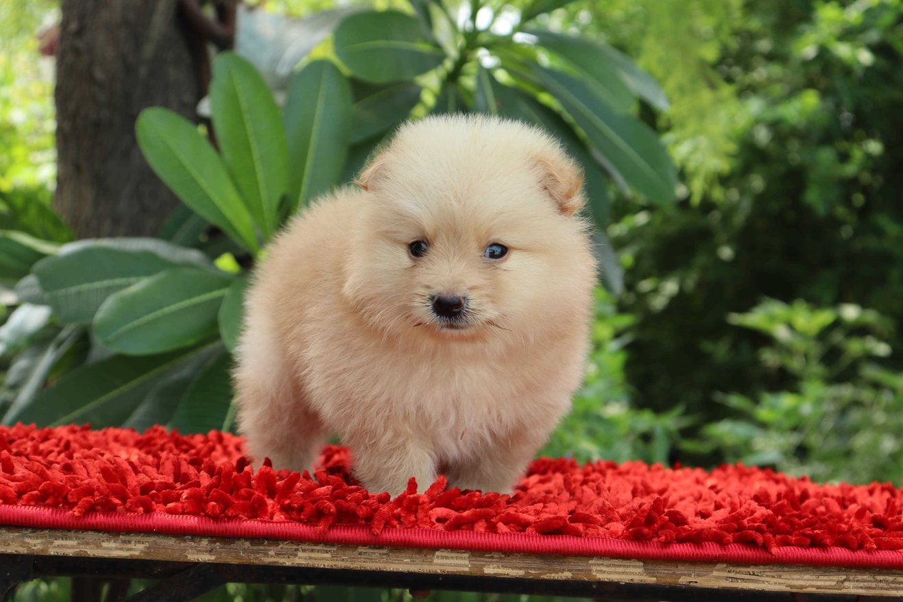 Teacup Pomeranian For Sale In Lucknow