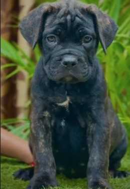 Cane Corso For Sale In Ahmedabad