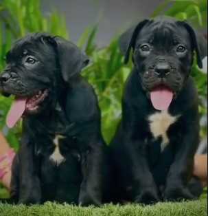 Cane Corso For Sale In Ahmedabad