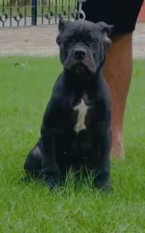 Cane Corso For Sale In Ahmedabad