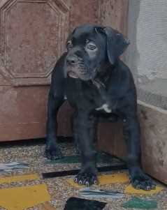 Cane Corso For Sale In Ahmedabad